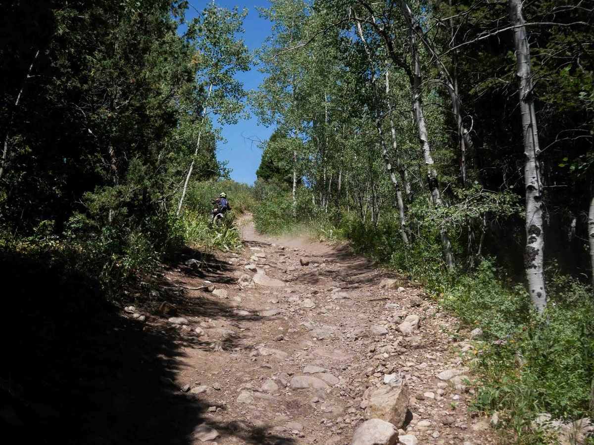 Bailey Ridge #3118  trail photo