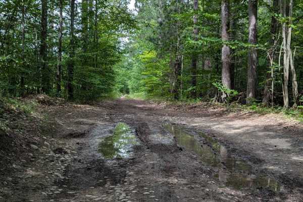 Brown Trail