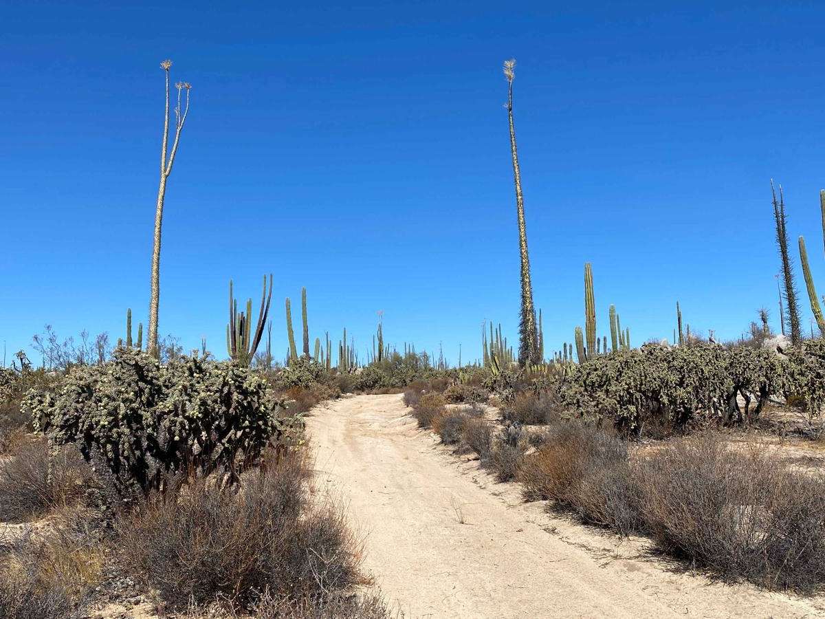Los Cirios Trail photo 3