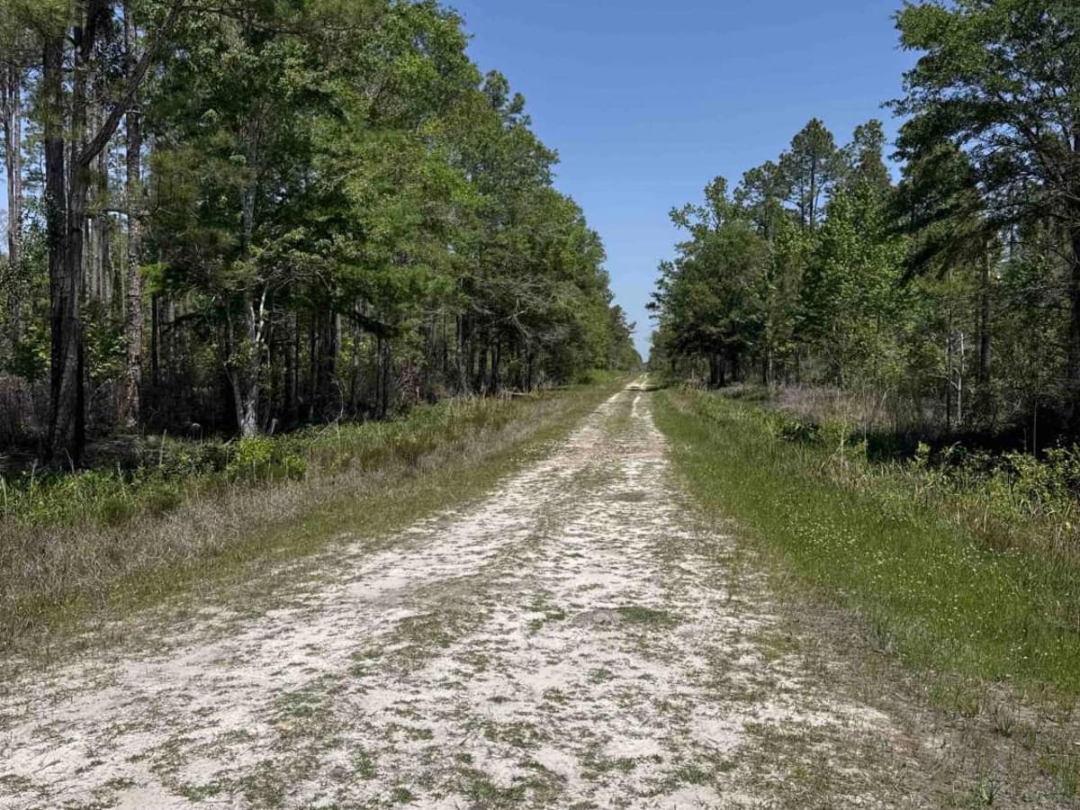 Grade 15 - Aucilla WMA photo 6