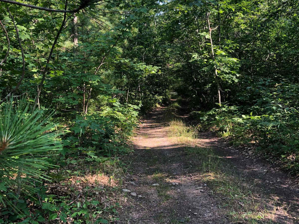 Blue Jay trail photo