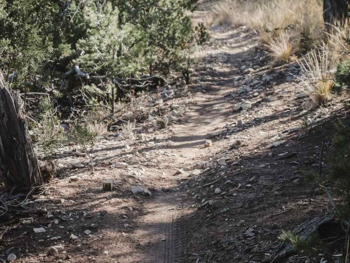 Rattlesnake photo 4
