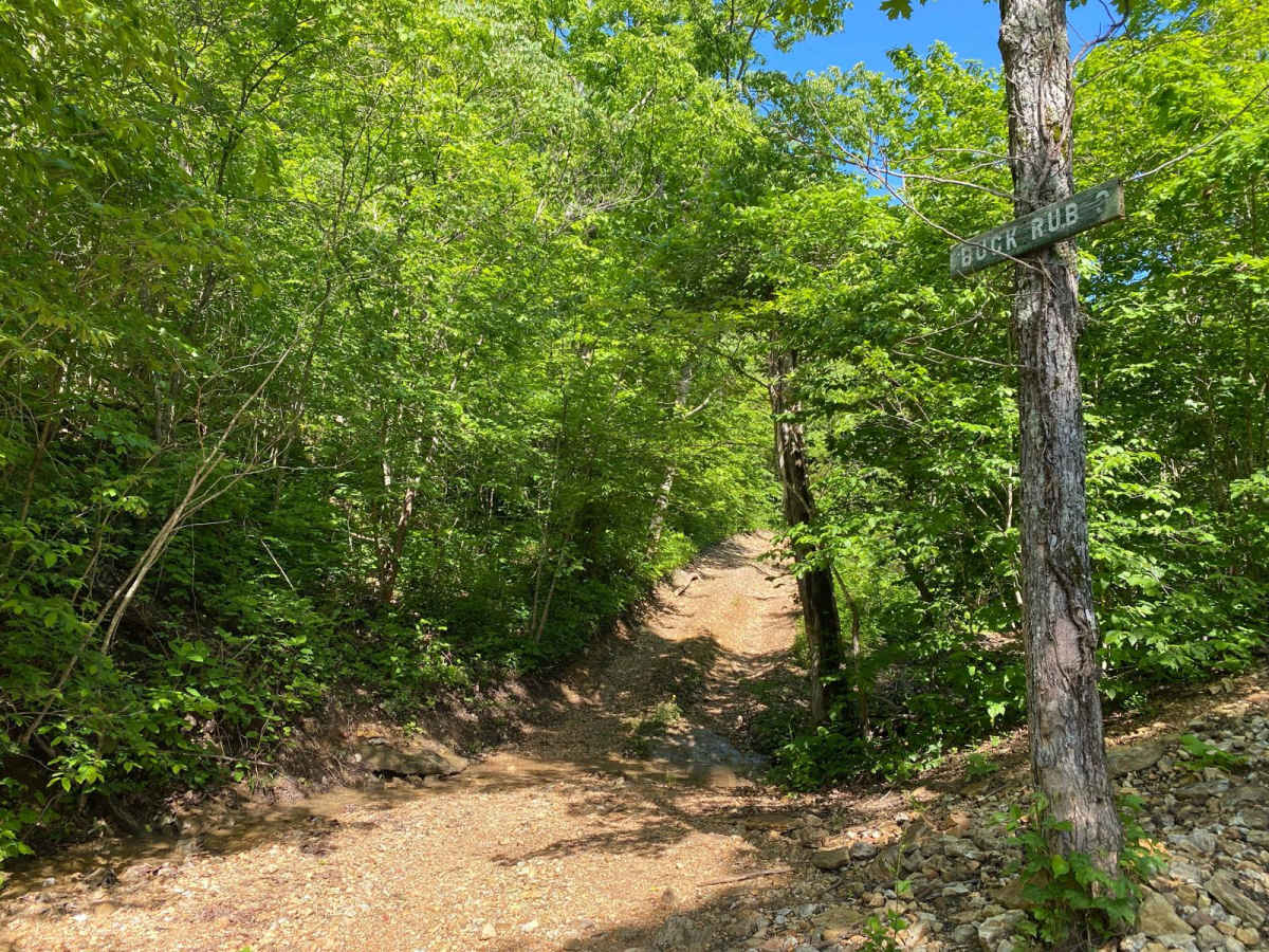 Buck Rub trail photo