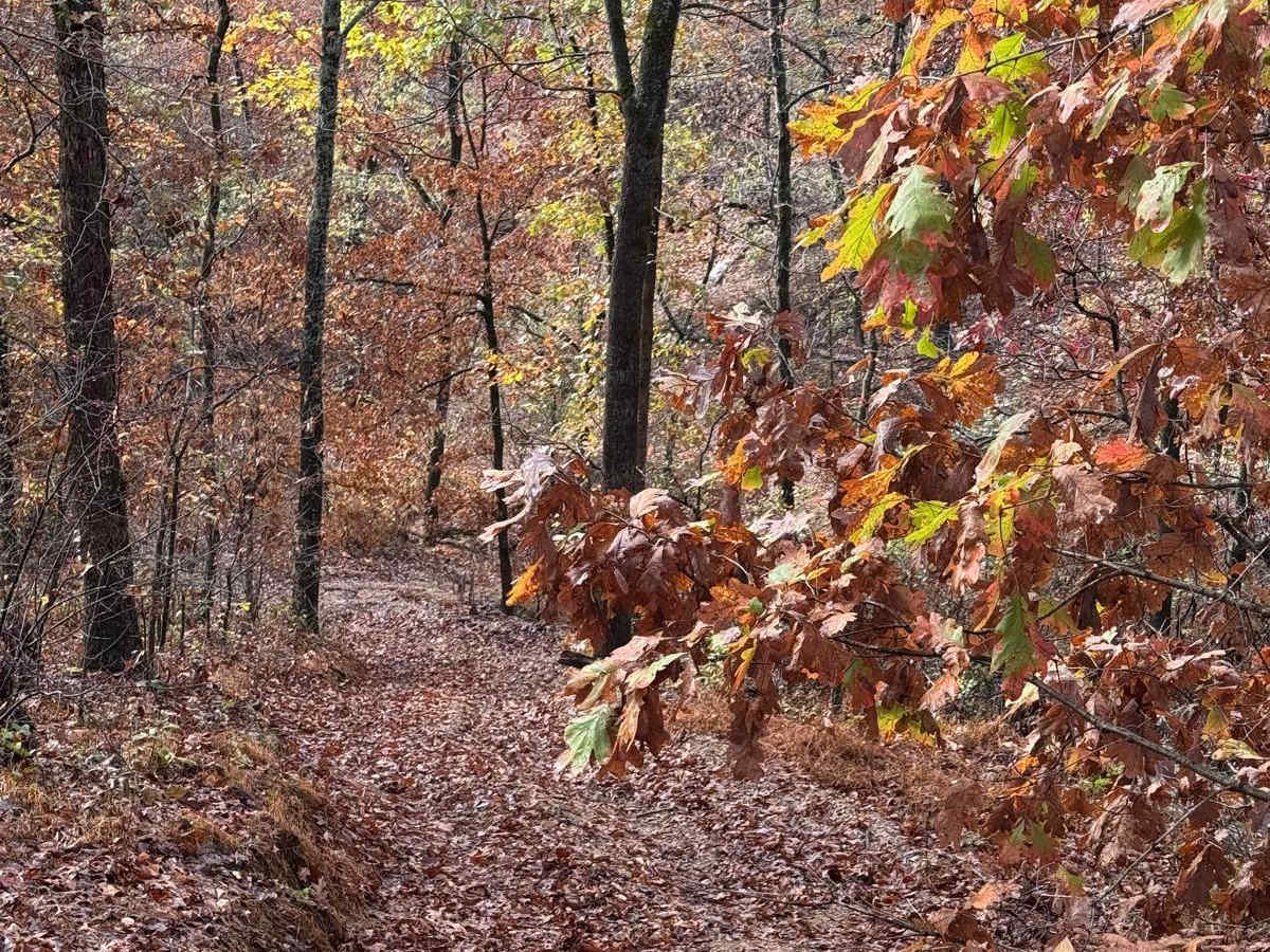 Yellow 103 trail photo