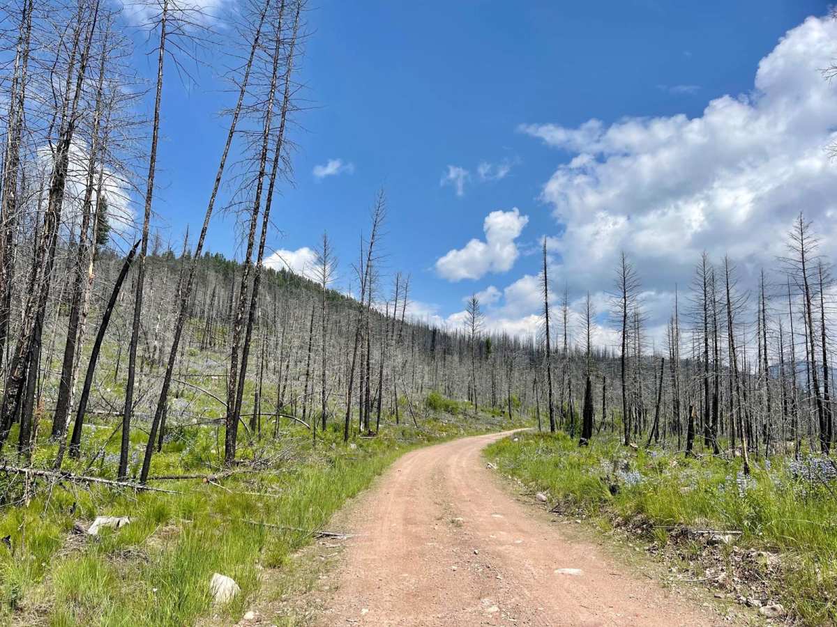 Auggie Cutoff Trail photo 3