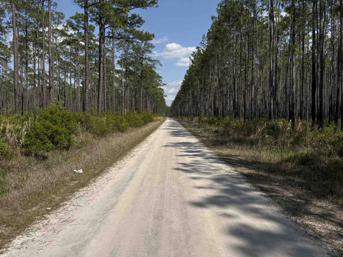 East Tower - Osceola NF 202 photo 3