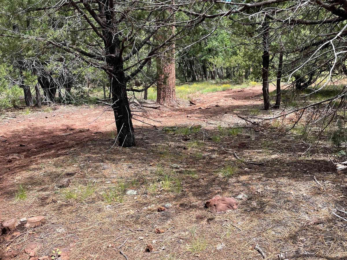 Scrub Oak Bypass photo 6