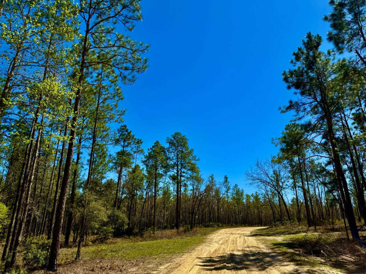 Whites Trail 373 photo 4