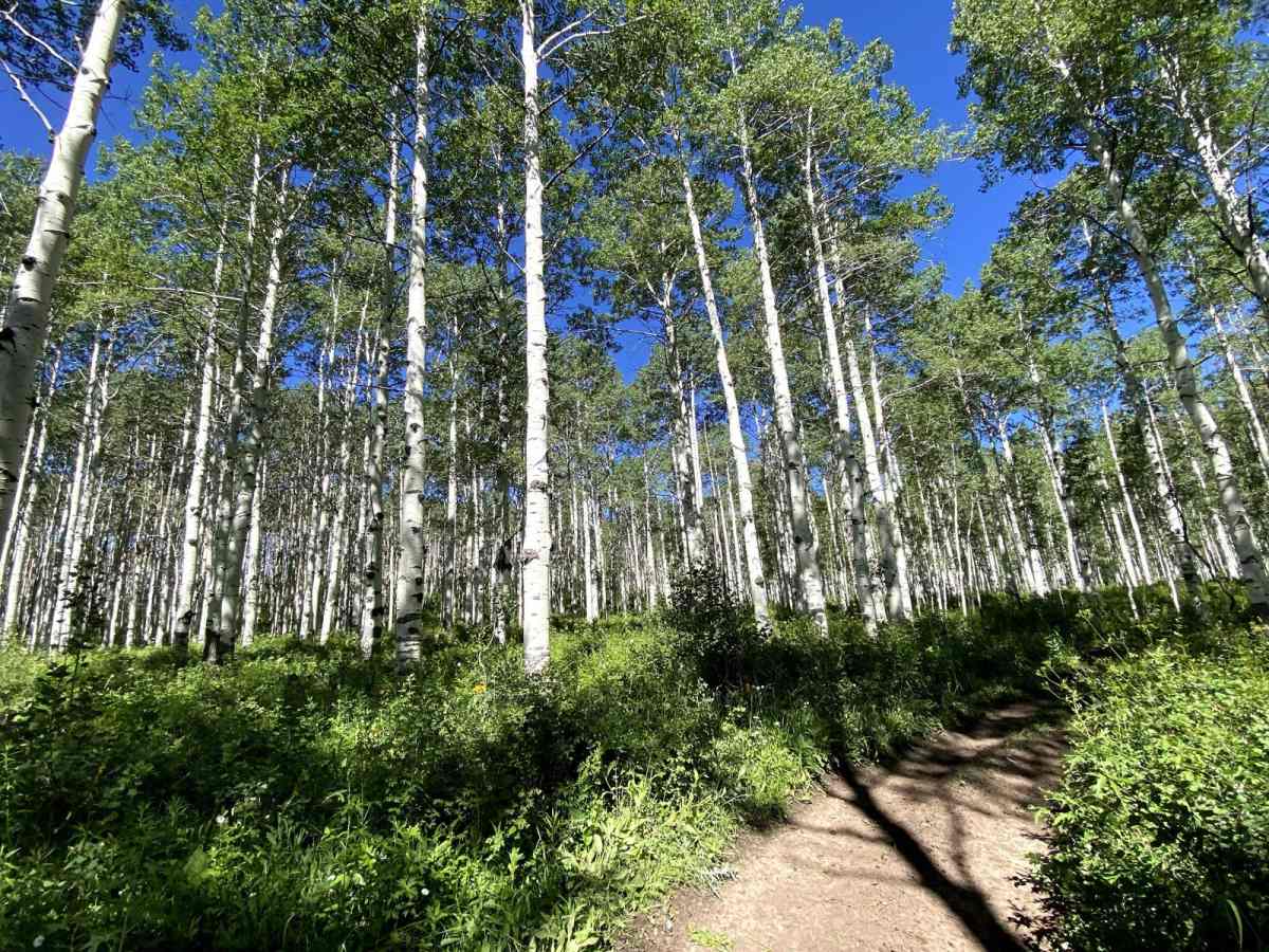 West Green Mountain Trail (#719) photo 4