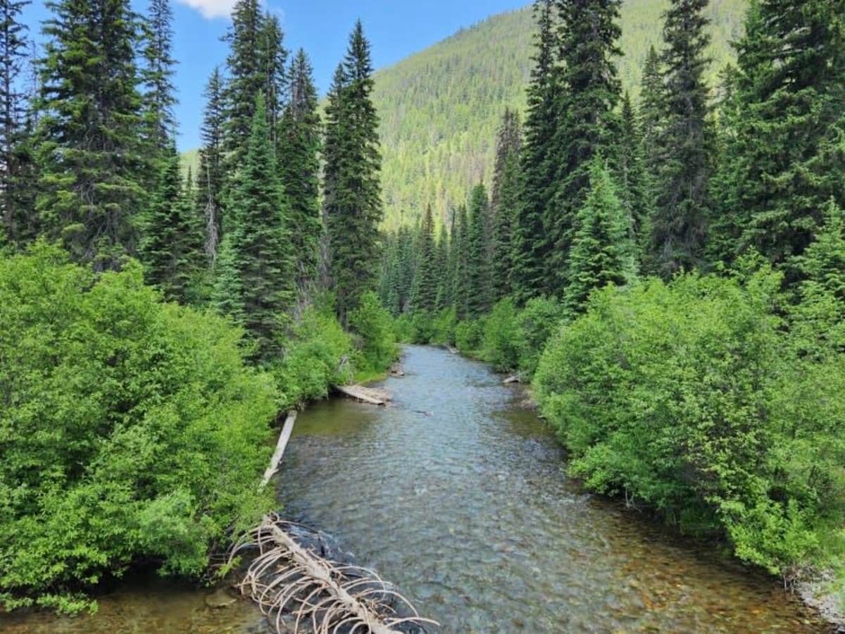 Coal Creek to Dead Horse #317 trail photo
