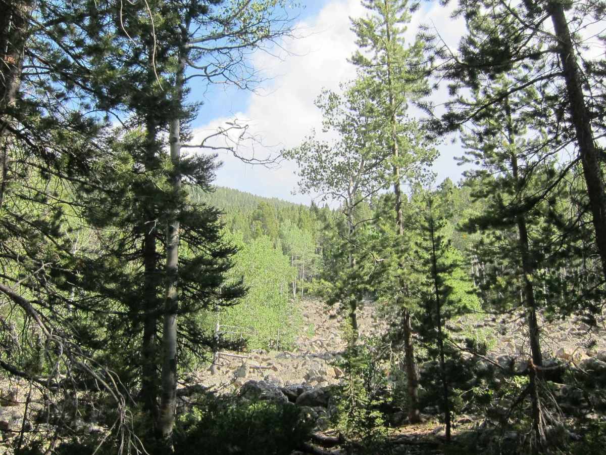 Hogsback Ridge photo 6