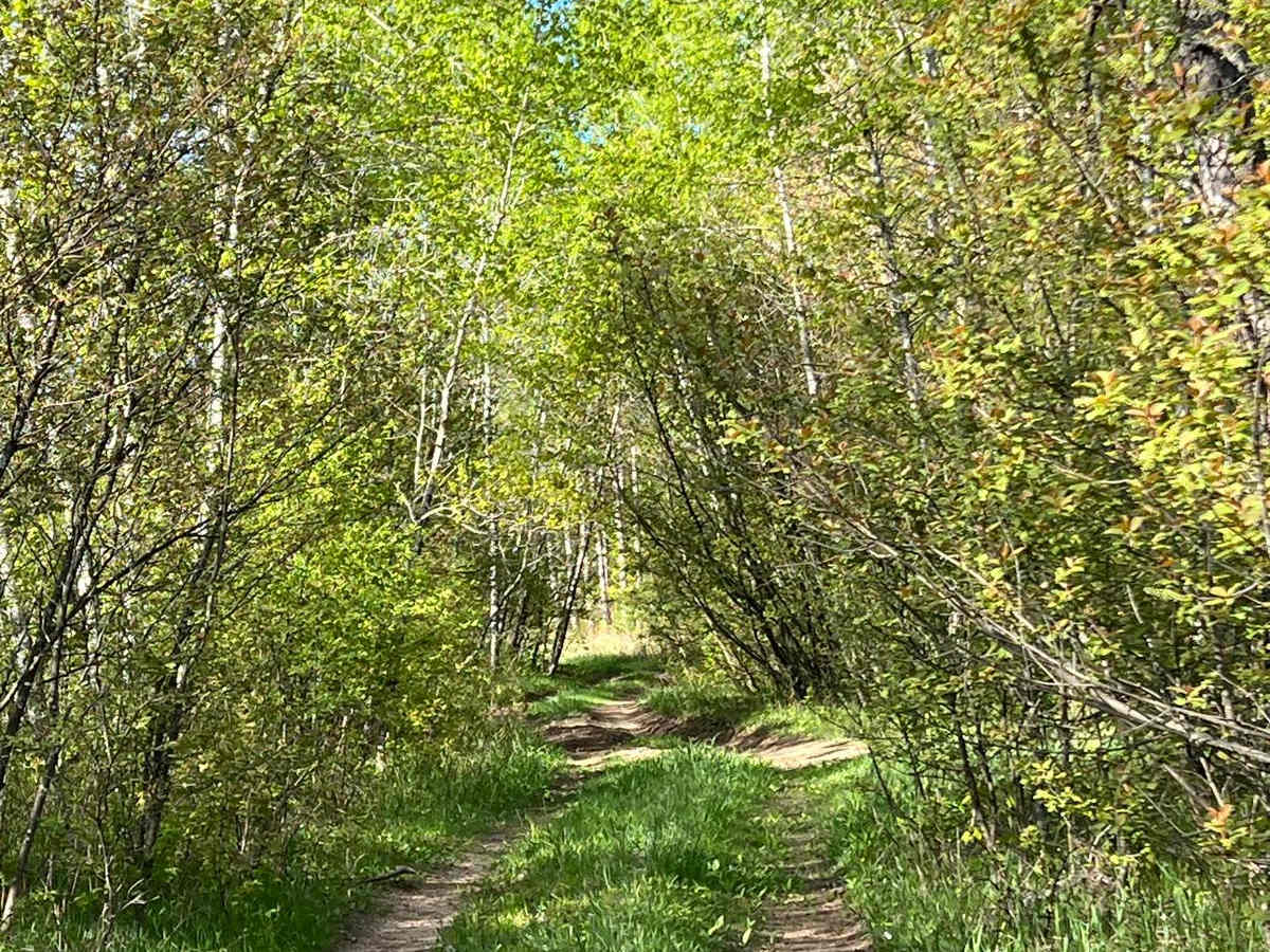 Narrow Birch Trail photo 6