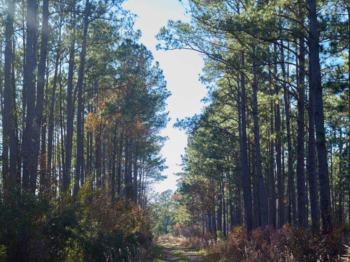 Murrell Tract - Part 2 - FSR220 photo 4