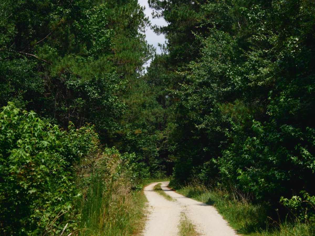 Kinsey Road - FSR 226 trail photo