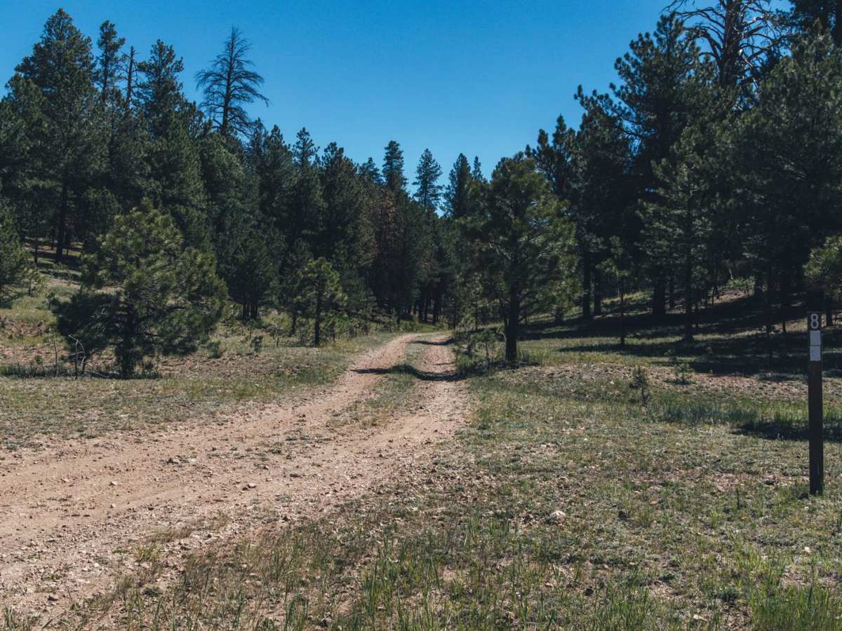 FR 811 trail photo