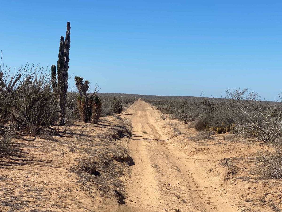 Agua Del Coyote photo 5