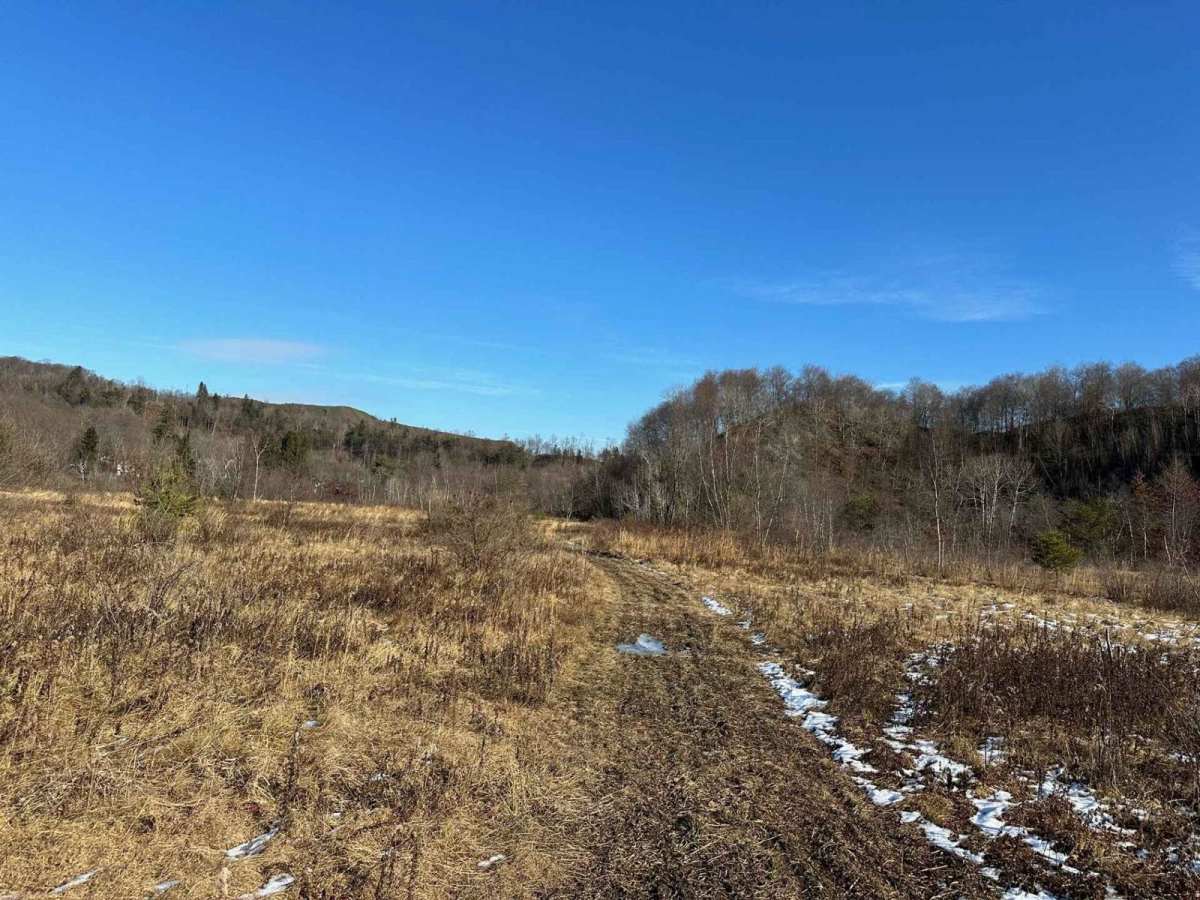 Locust Gap 61 photo 3