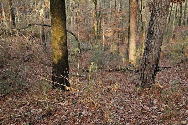 Kisatchie Falls