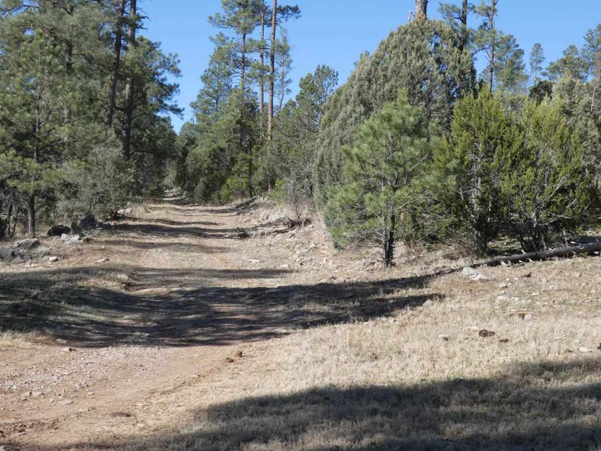 Pinon Long trail photo