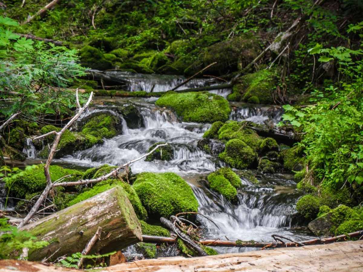 Chipmunk Creek trail photo