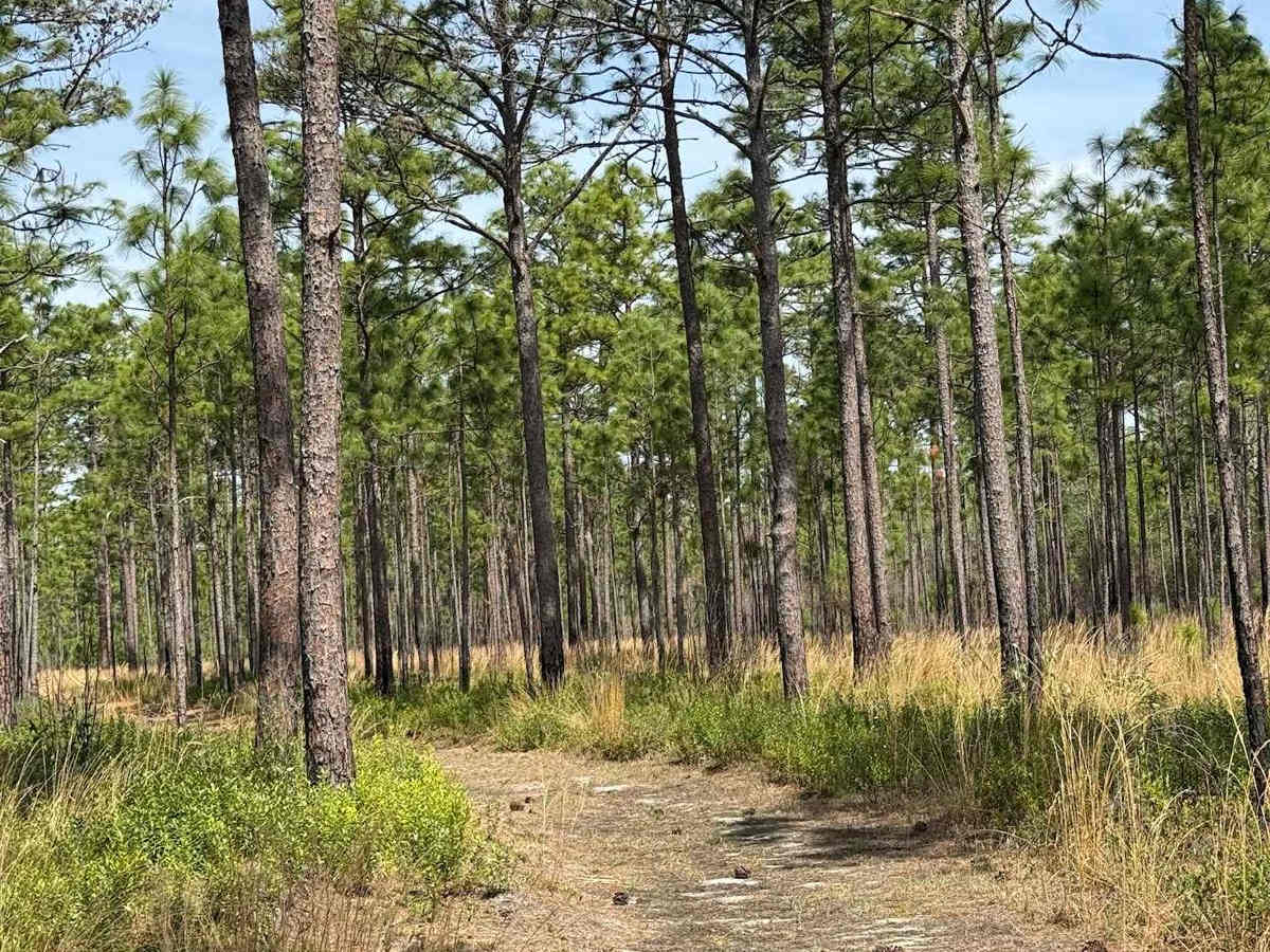 Pettiford Creek Trail 10 photo 2