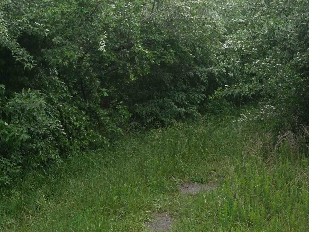 CC44 trail photo