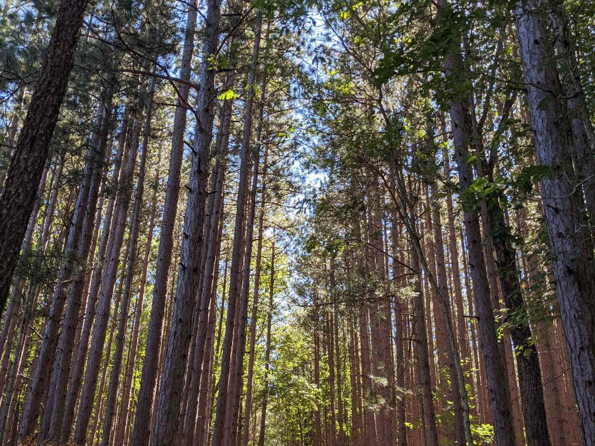 Trail 5356 photo 3