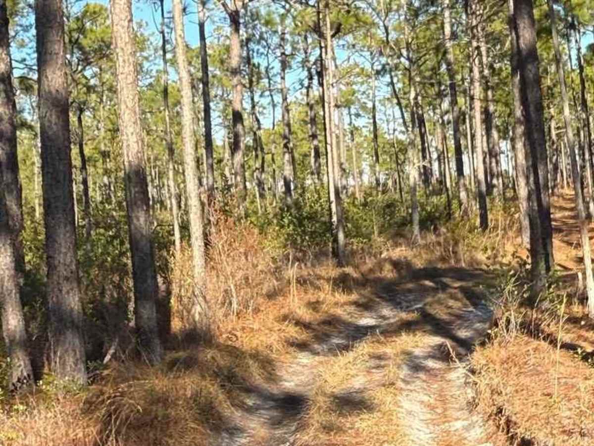 Bogue road spur 2 photo 6