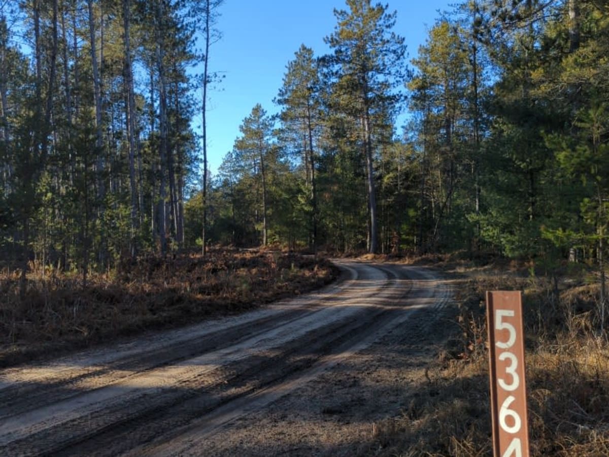 Manistee National Forest Roads 5309-5363 photo 5