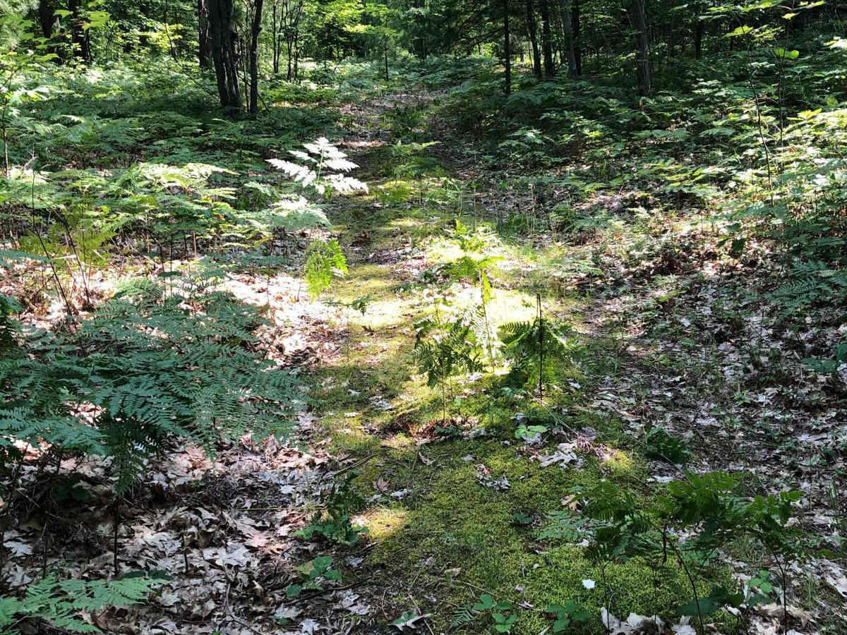 What Trail? photo 4