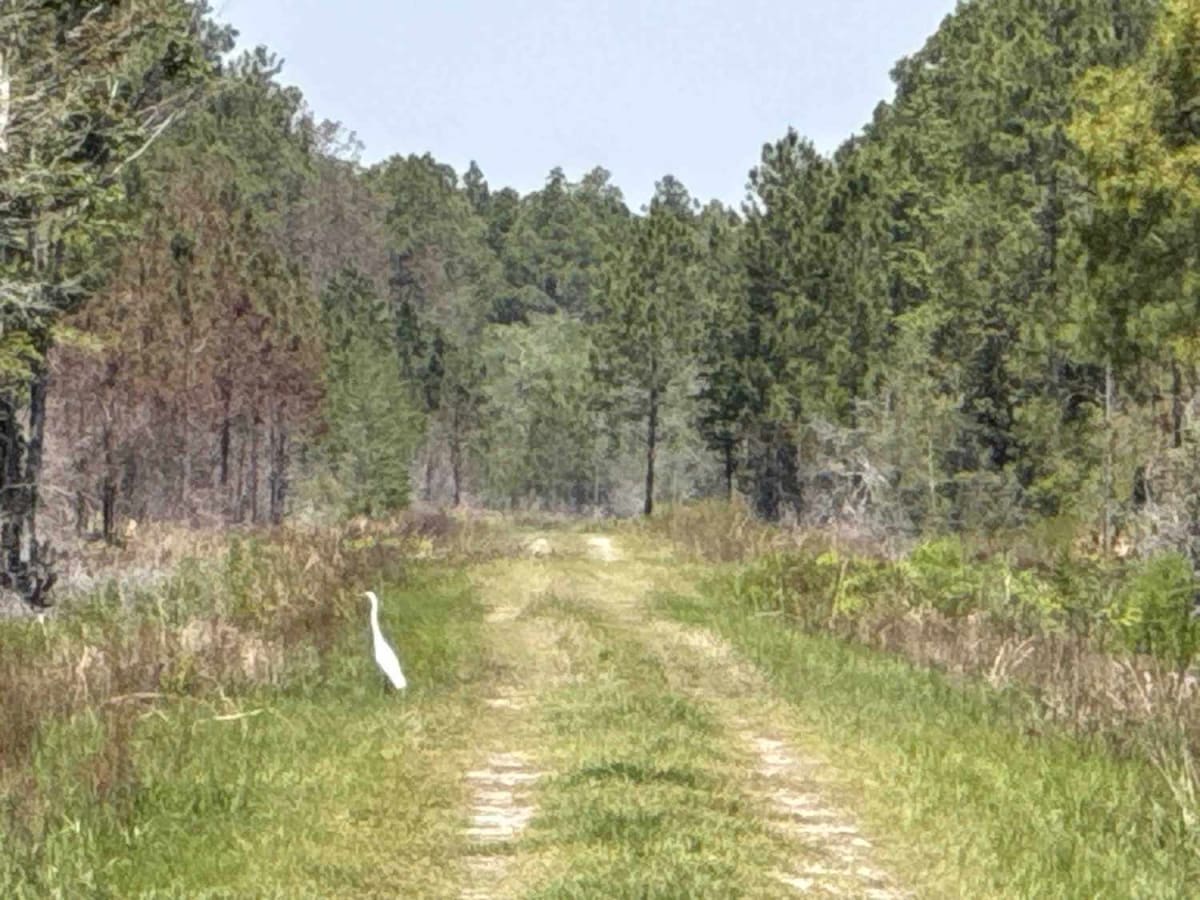 Gum Creek Road - Aucilla WMA photo 3