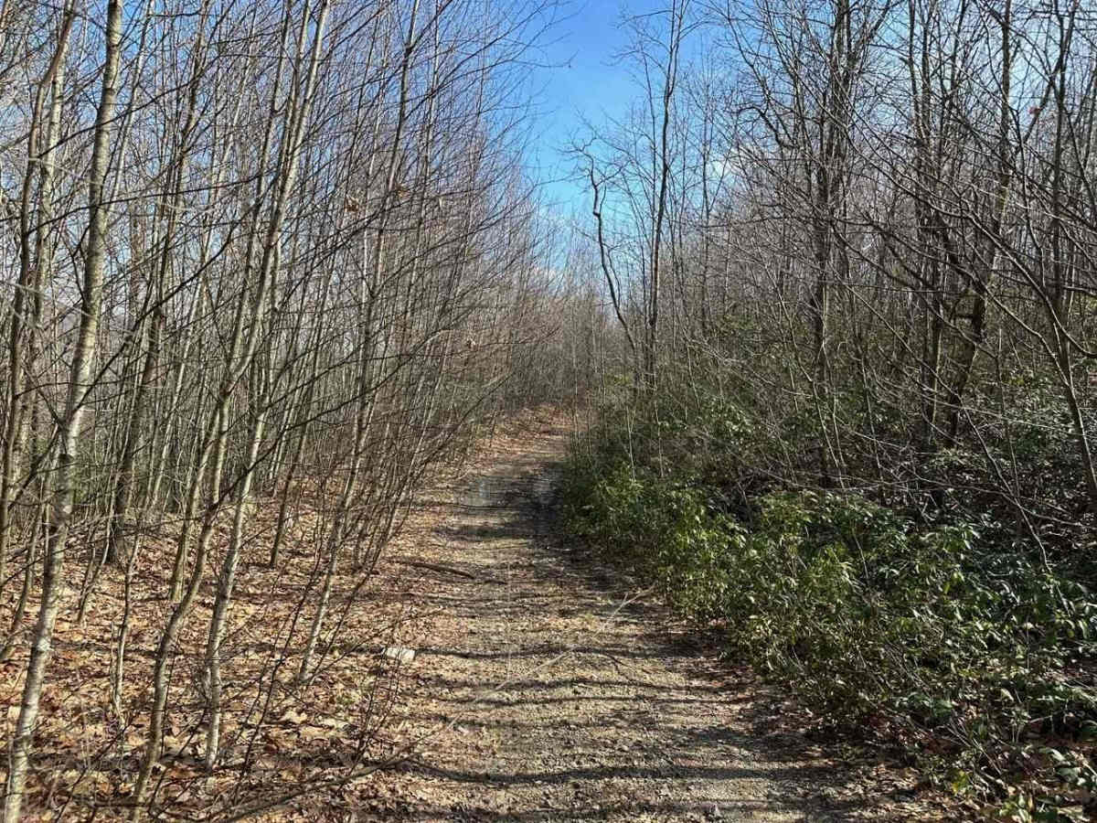 Locust Gap 42 trail photo