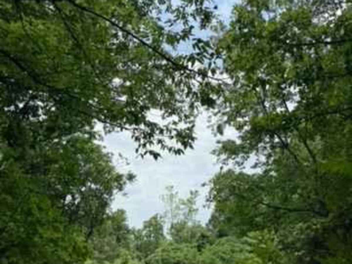 Shane's Trail trail photo
