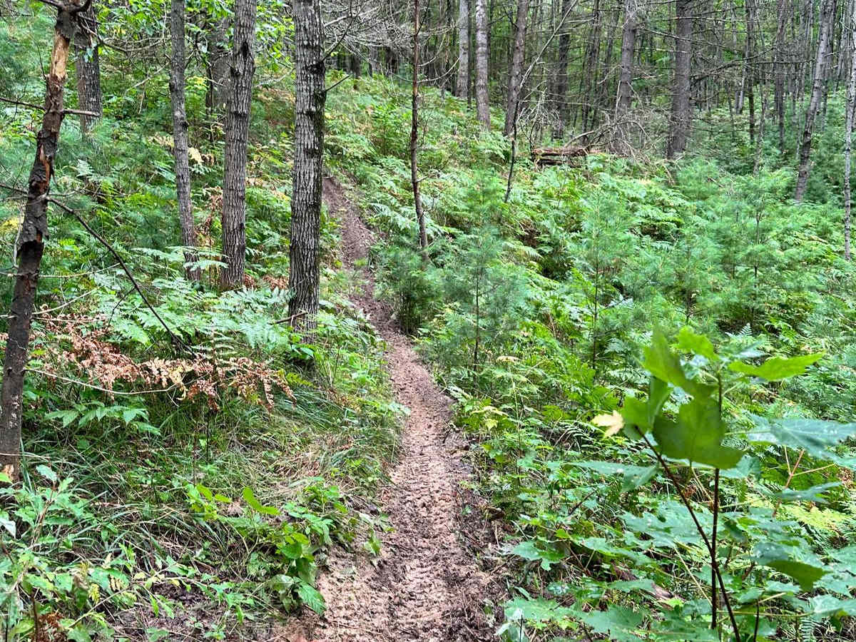 Sand Lake Motorcycle Trail photo 3