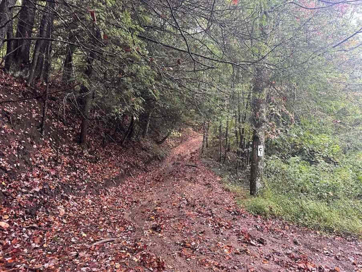 C/35 Blue trail photo