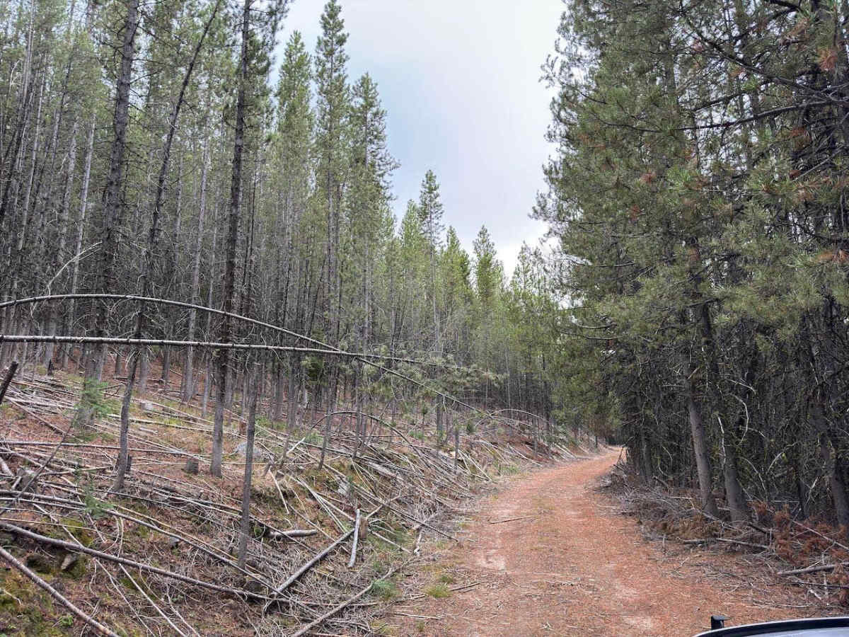 North Cameron photo 2