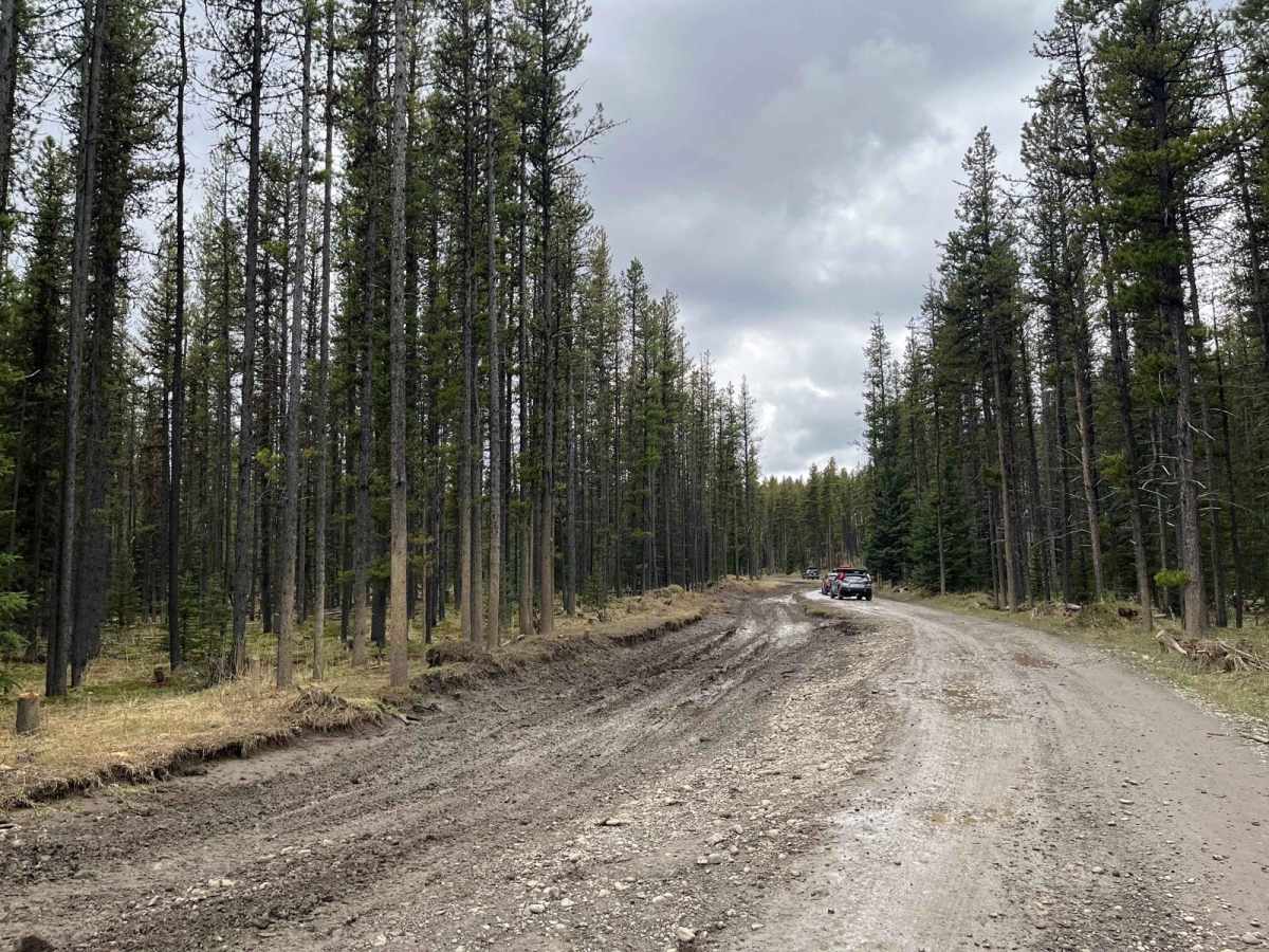 Waiparous Creek Road trail photo