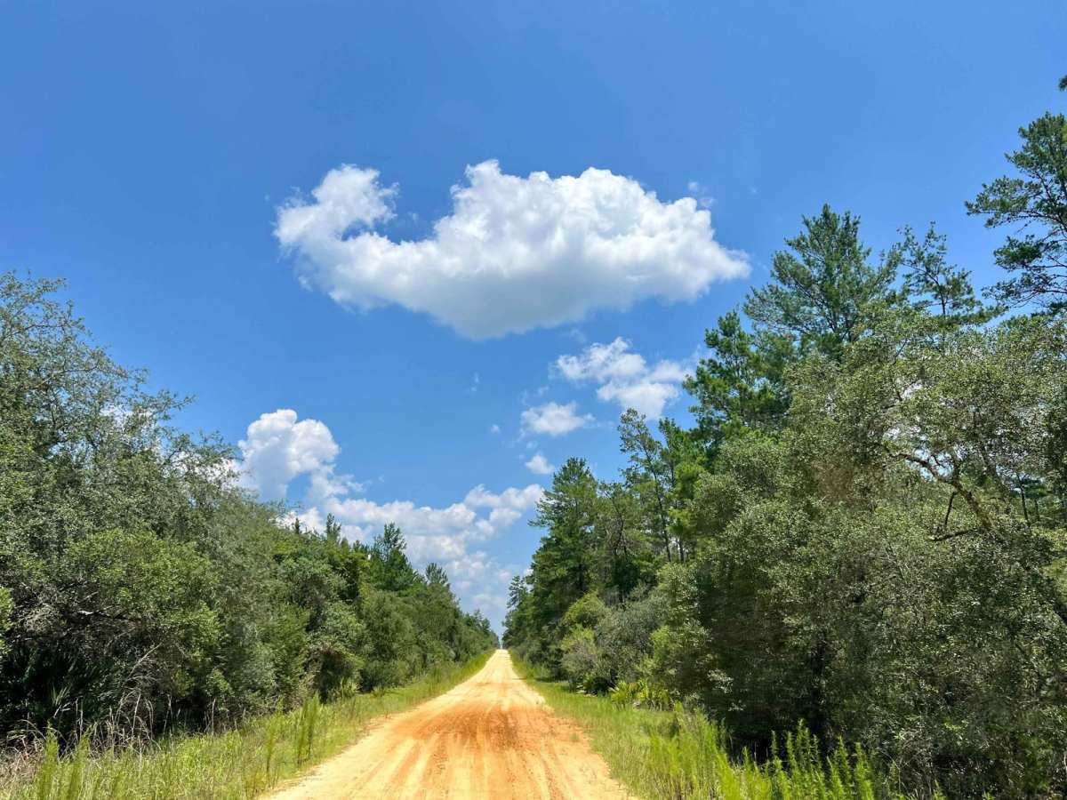 Ocala National Forest | Trail 33 photo 6