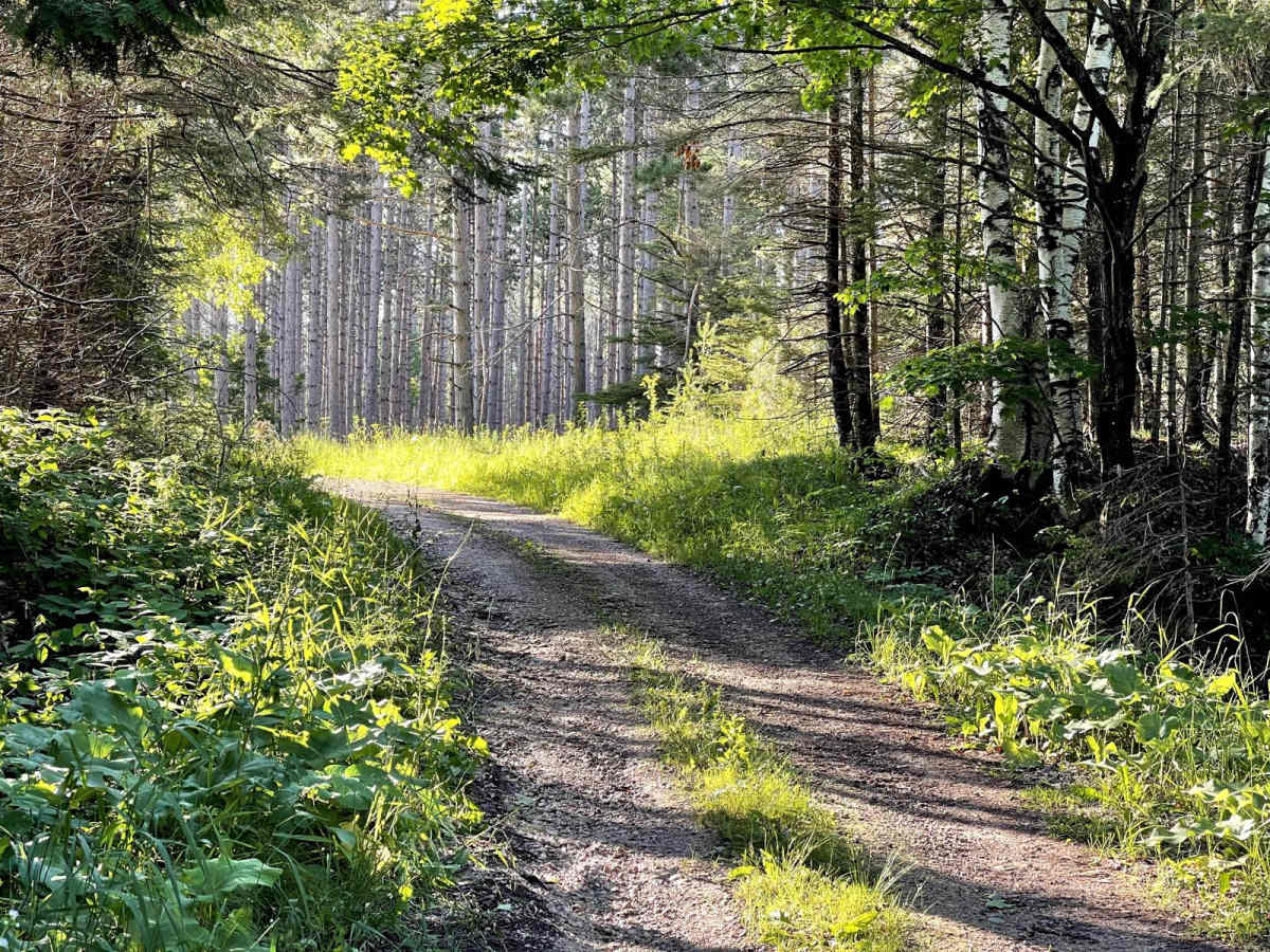 Hay Lake Road - FS 3413 photo 6