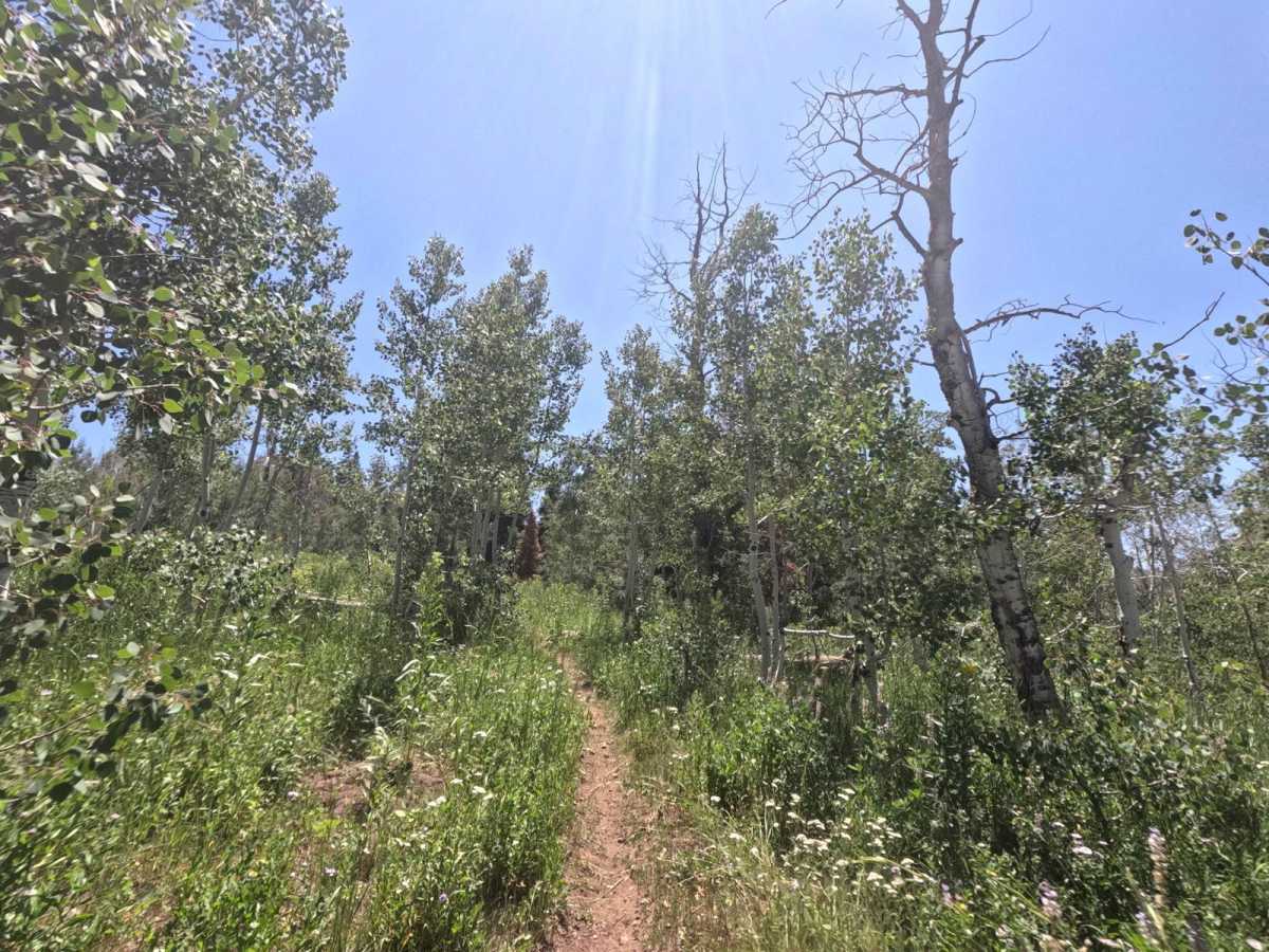Lizard Lake - FS 8069 trail photo
