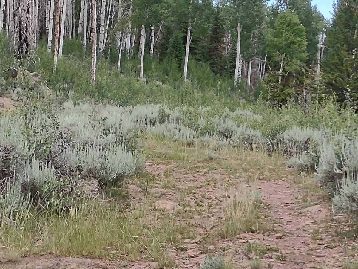 Papa Bear Spur FS 42118 photo 5