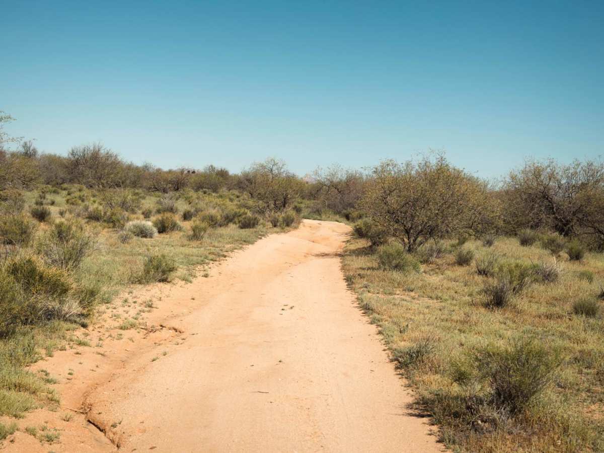 Witch's Tree photo 6