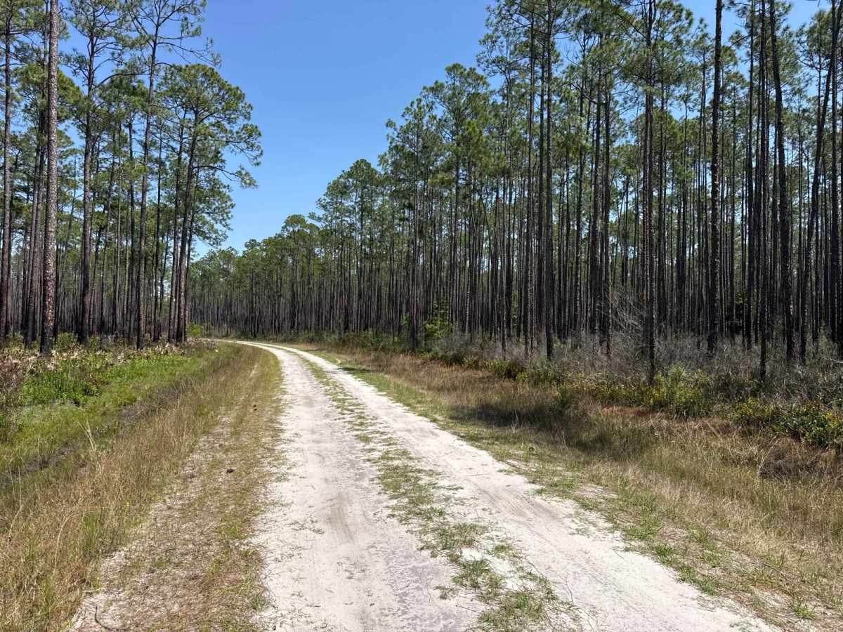 Bear Branch - Osceola NF 276 photo 3