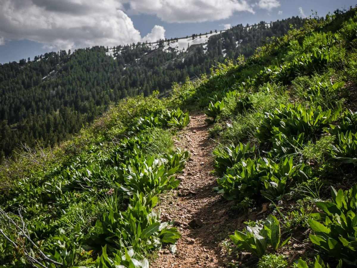 Clifton Basin to Weston Peak Single Track - 7433 trail photo