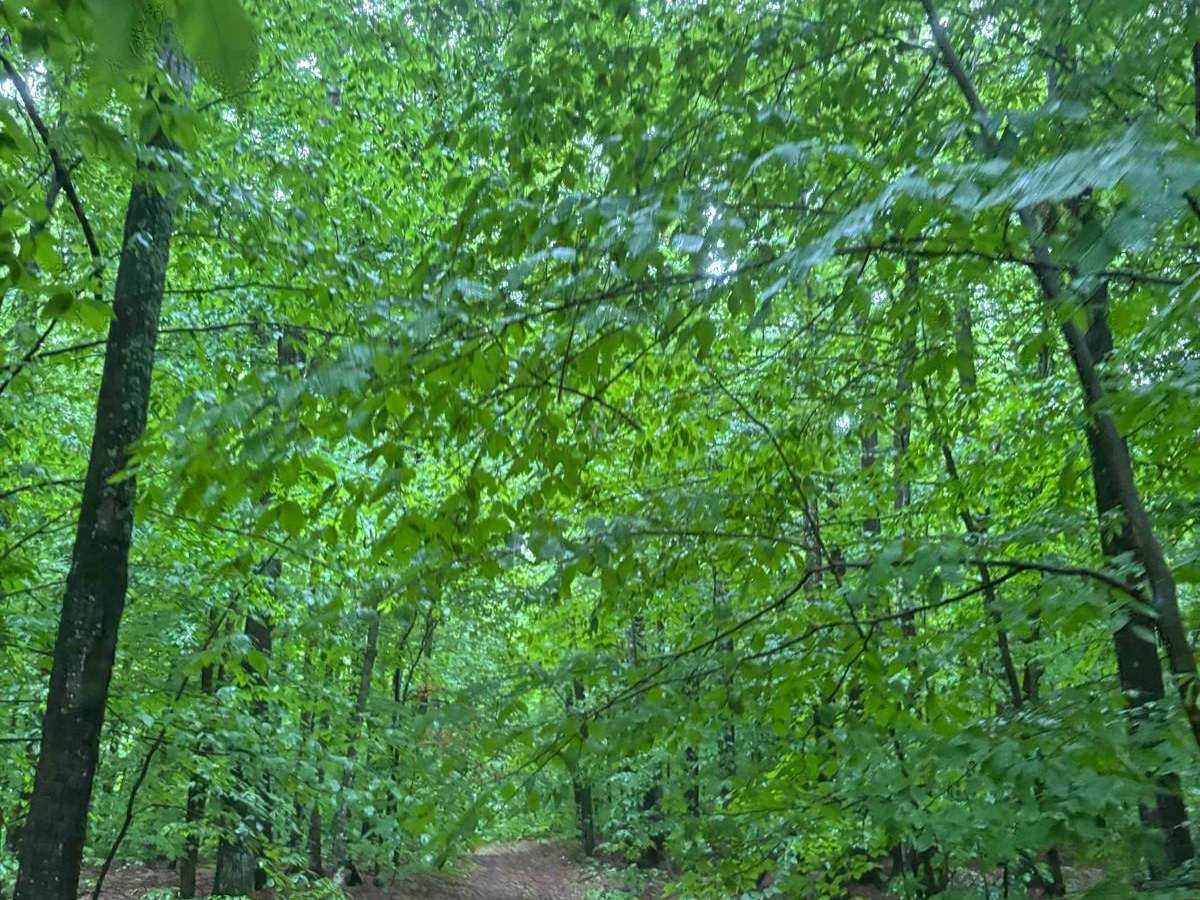 Forest Road 2321J photo 4