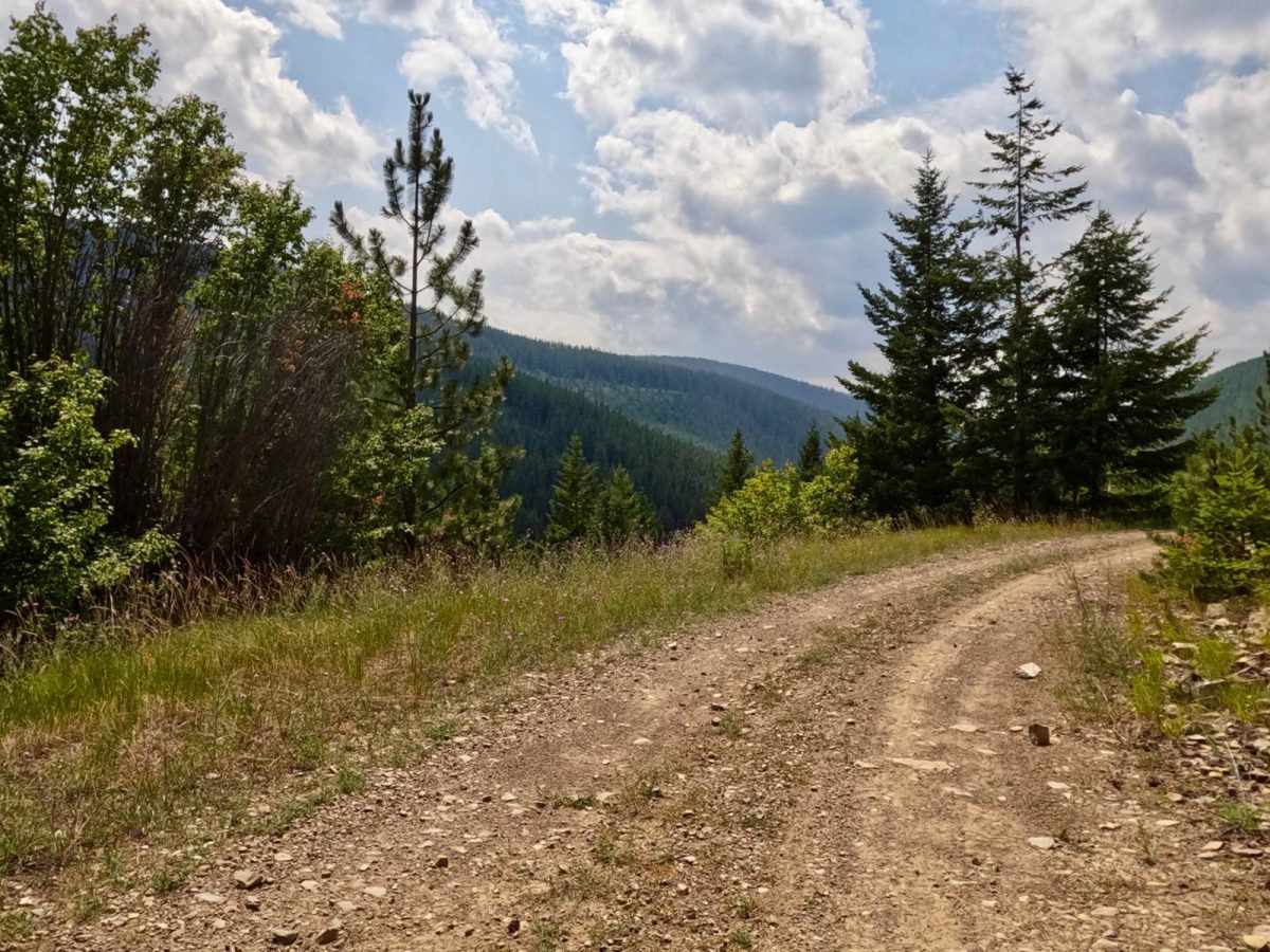 Cold Peak Trail (FSR 3803) photo 5