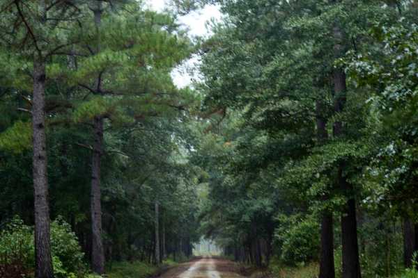 Bonneau Ferry WMA - Nimitz Road