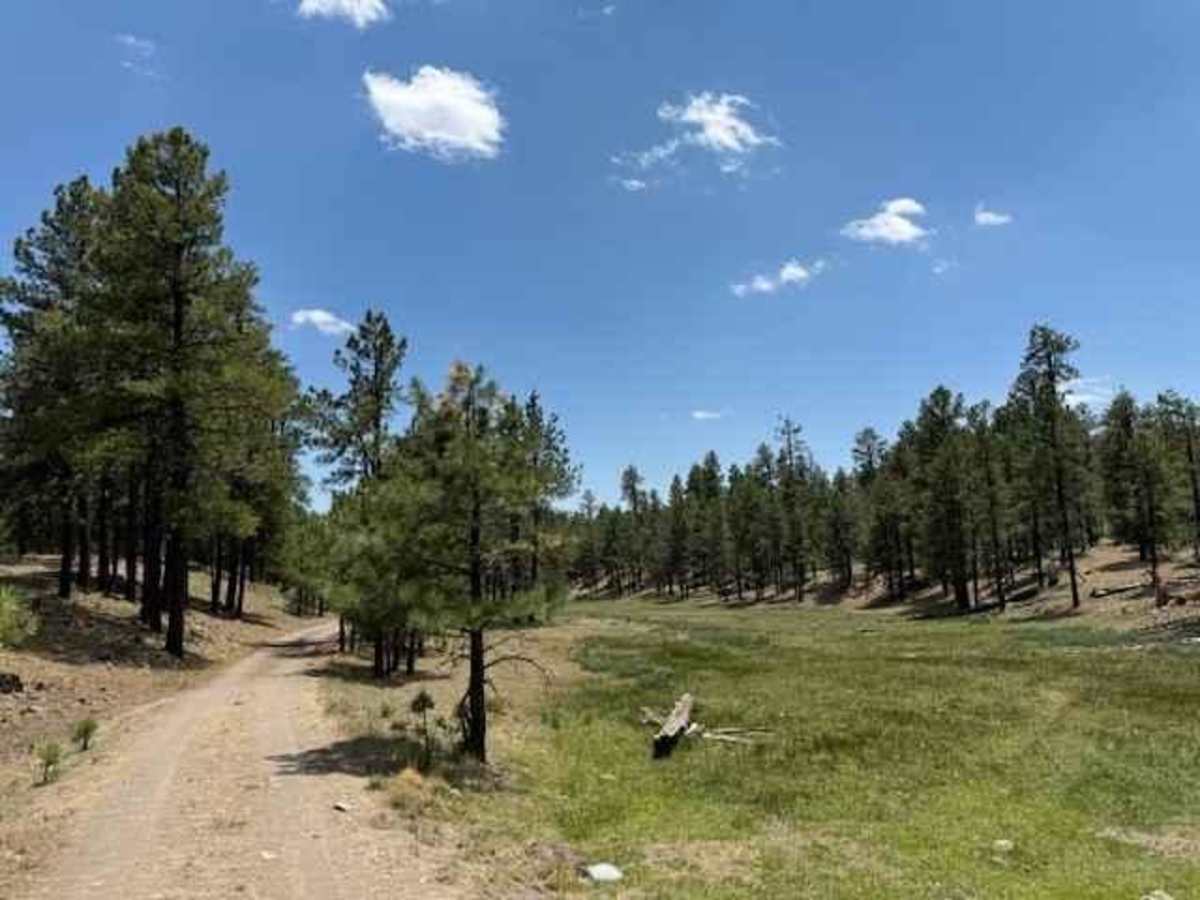 Meadow Loop trail photo