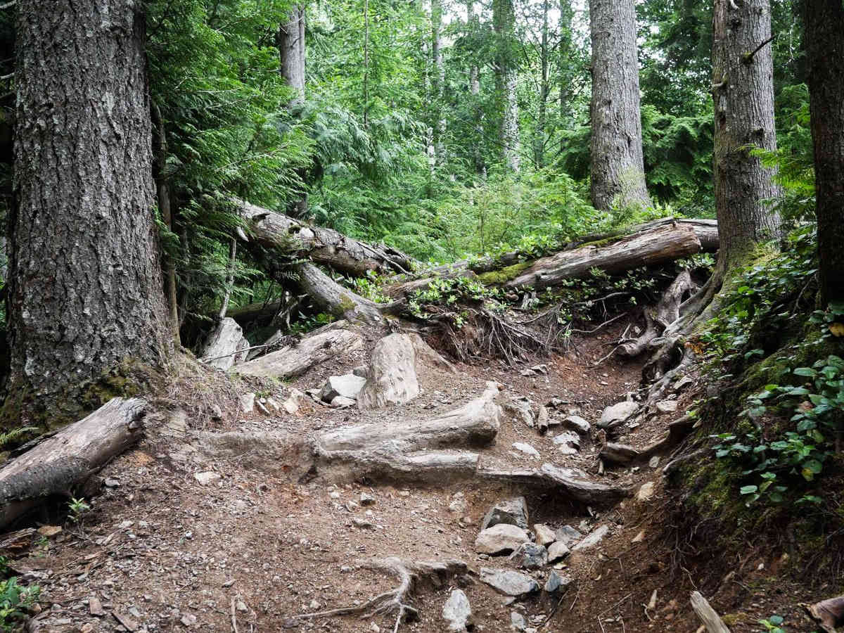 Twisted Tree trail photo