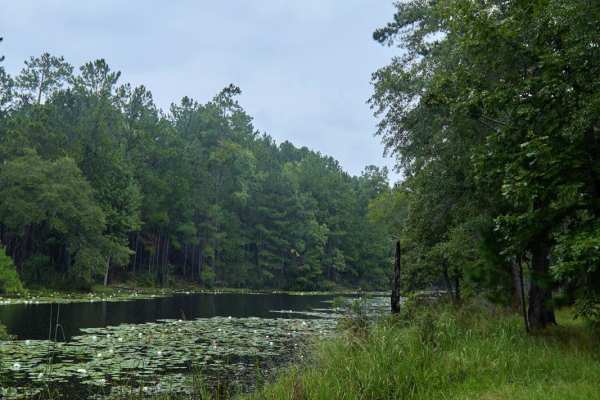 Bonneau Ferry WMA - Pond Recreation Area